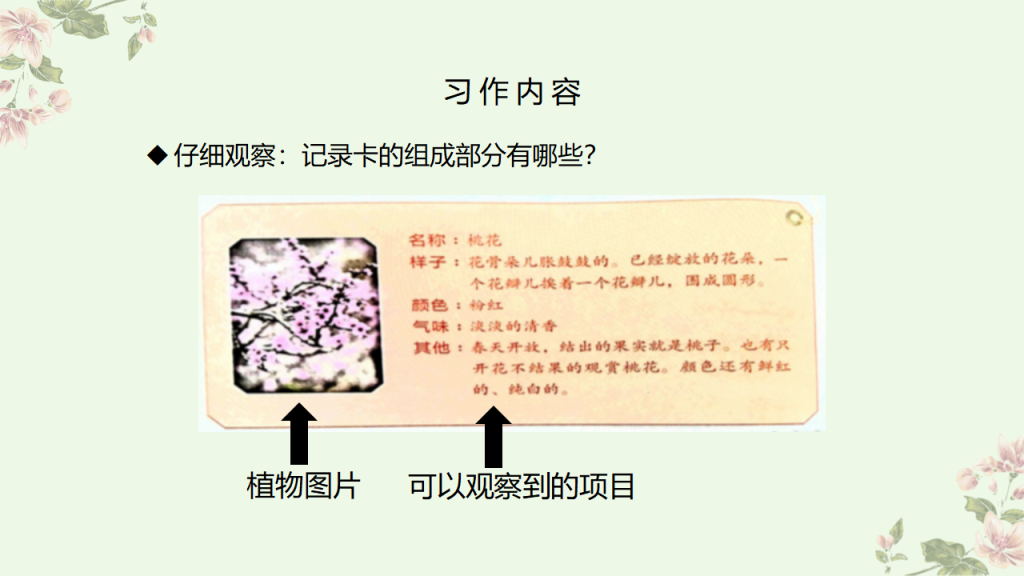 图片[4]-部编版三年级语文下册习作《我的植物朋友》PPT课件-宝库盒教辅资料站
