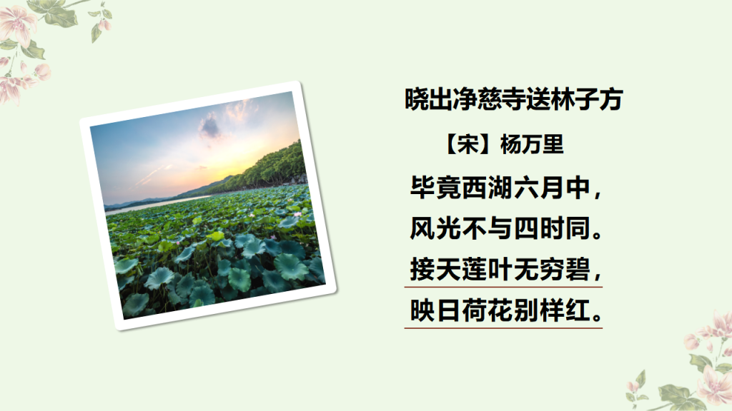 图片[6]-清新文艺风部编版三年级下册课件《荷花》PPT模板-宝库盒教辅资料站