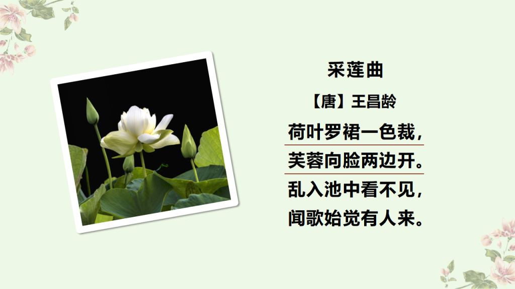 图片[7]-清新文艺风部编版三年级下册课件《荷花》PPT模板-宝库盒教辅资料站